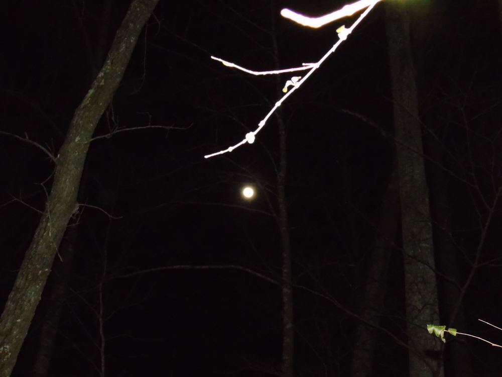 12630931_792141420931359_340207534_o